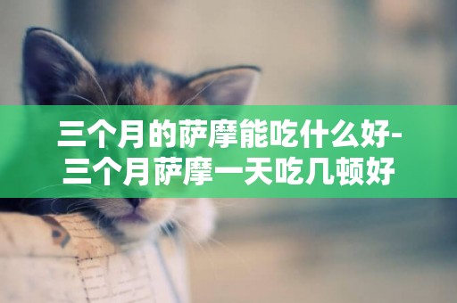 三個月的薩摩能吃什么好-三個月薩摩一天吃幾頓好