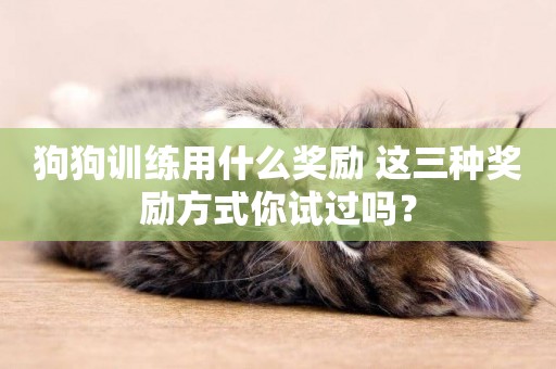 狗狗訓練用什么獎勵 這三種獎勵方式你試過嗎？