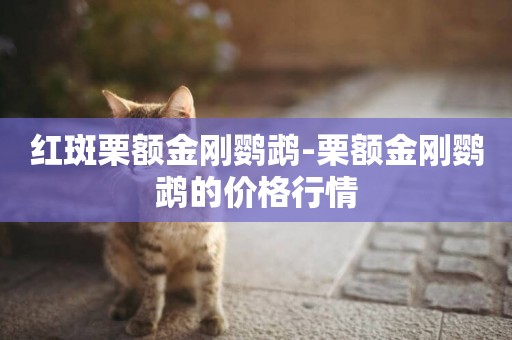 紅斑栗額金剛鸚鵡-栗額金剛鸚鵡的價格行情