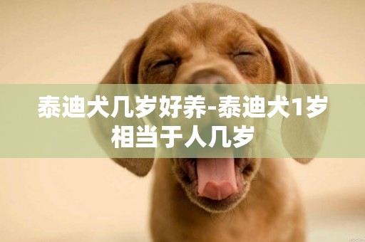 泰迪犬幾歲好養-泰迪犬1歲相當于人幾歲