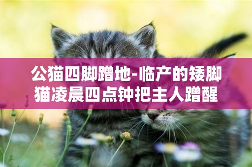 公貓四腳蹭地-臨產的矮腳貓凌晨四點鐘把主人蹭醒