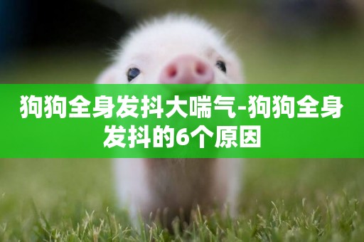 狗狗全身發抖大喘氣-狗狗全身發抖的6個原因