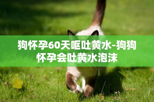 狗懷孕60天嘔吐黃水-狗狗懷孕會吐黃水泡沫