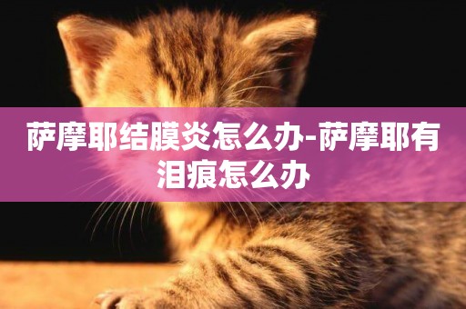薩摩耶結膜炎怎么辦-薩摩耶有淚痕怎么辦