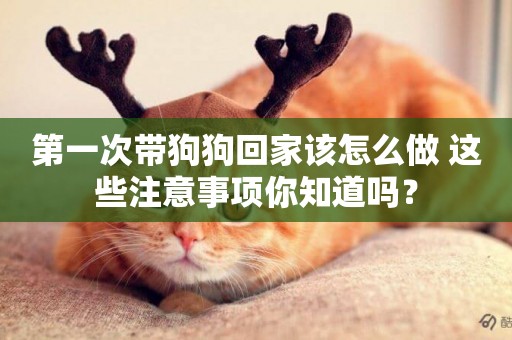 第一次帶狗狗回家該怎么做 這些注意事項你知道嗎？