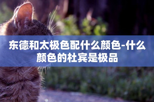 東德和太極色配什么顏色-什么顏色的杜賓是極品