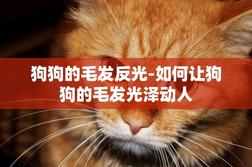 狗狗的毛發反光-如何讓狗狗的毛發光澤動人
