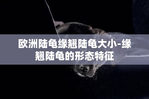 歐洲陸龜緣翹陸龜大小-緣翹陸龜的形態特征