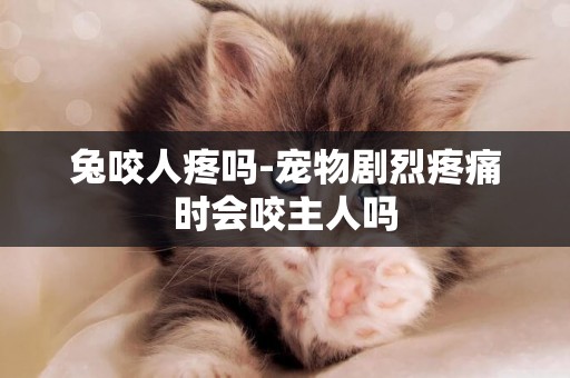 兔咬人疼嗎-寵物劇烈疼痛時會咬主人嗎