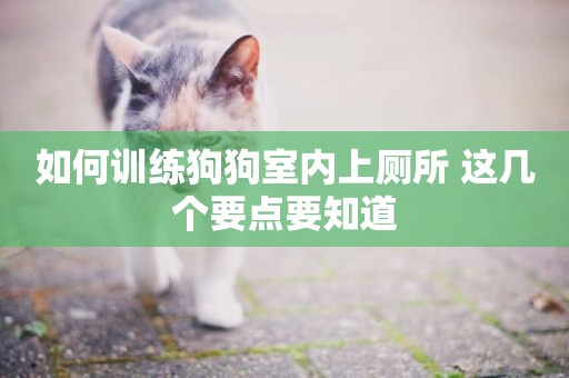 如何訓練狗狗室內上廁所 這幾個要點要知道