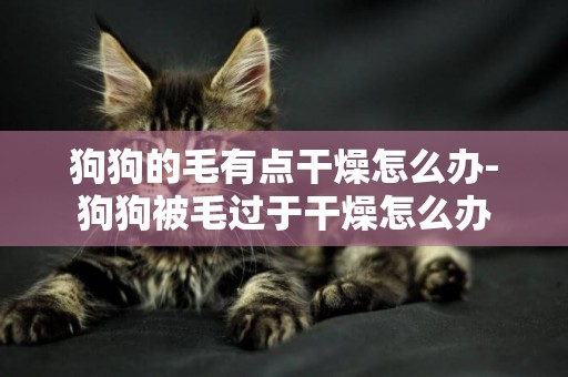 狗狗的毛有點干燥怎么辦-狗狗被毛過于干燥怎么辦