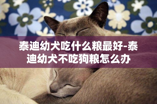 泰迪幼犬吃什么糧最好-泰迪幼犬不吃狗糧怎么辦