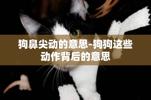 狗鼻尖動的意思-狗狗這些動作背后的意思