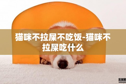 貓咪不拉屎不吃飯-貓咪不拉屎吃什么