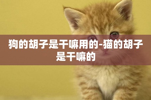 狗的胡子是干嘛用的-貓的胡子是干嘛的