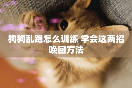 狗狗亂跑怎么訓練 學會這兩招喚回方法