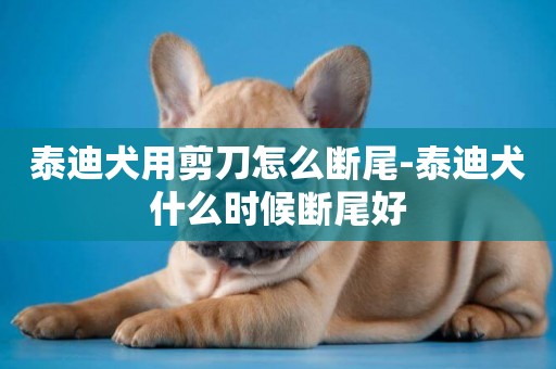 泰迪犬用剪刀怎么斷尾-泰迪犬什么時候斷尾好