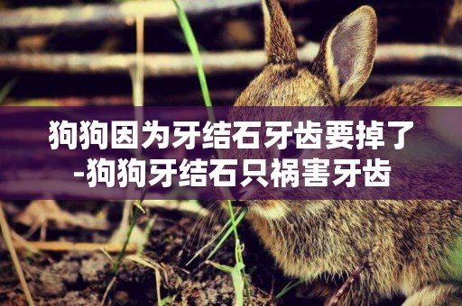 狗狗因為牙結石牙齒要掉了-狗狗牙結石只禍害牙齒