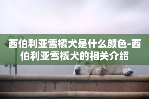 西伯利亞雪橇犬是什么顏色-西伯利亞雪橇犬的相關介紹