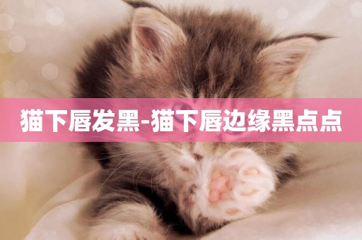 貓下唇發黑-貓下唇邊緣黑點點