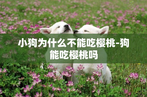 小狗為什么不能吃櫻桃-狗能吃櫻桃嗎