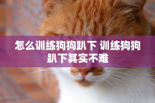 怎么訓練狗狗趴下 訓練狗狗趴下其實不難