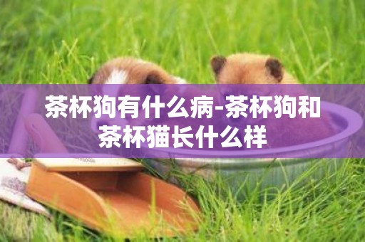 茶杯狗有什么病-茶杯狗和茶杯貓長什么樣