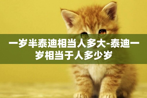 一歲半泰迪相當人多大-泰迪一歲相當于人多少歲