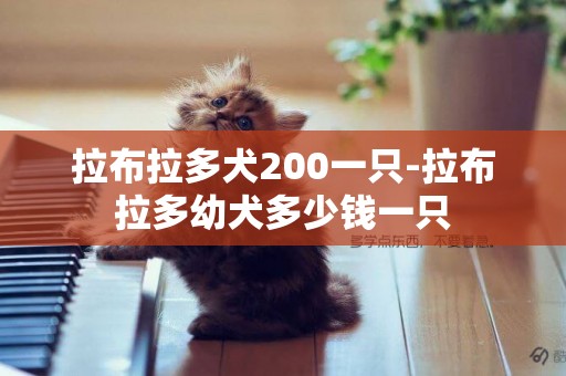 拉布拉多犬200一只-拉布拉多幼犬多少錢一只