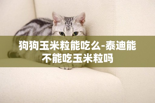 狗狗玉米粒能吃么-泰迪能不能吃玉米粒嗎