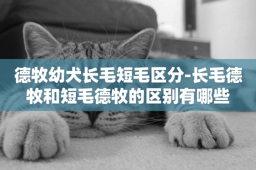 德牧幼犬長毛短毛區分-長毛德牧和短毛德牧的區別有哪些