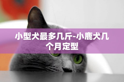 小型犬最多幾斤-小鹿犬幾個月定型