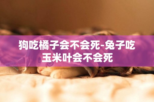 狗吃橘子會不會死-兔子吃玉米葉會不會死