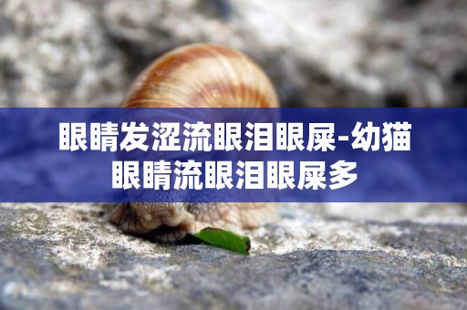眼睛發澀流眼淚眼屎-幼貓眼睛流眼淚眼屎多
