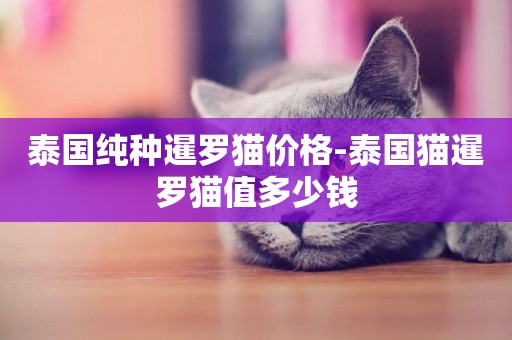 泰國純種暹羅貓價格-泰國貓暹羅貓值多少錢