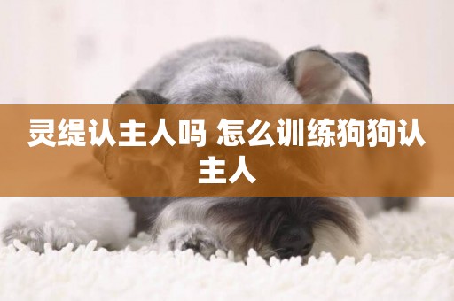靈緹認主人嗎 怎么訓練狗狗認主人
