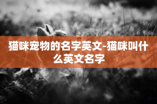 貓咪寵物的名字英文-貓咪叫什么英文名字