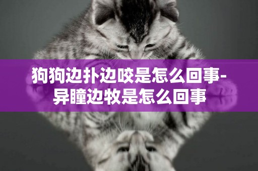 狗狗邊撲邊咬是怎么回事-異瞳邊牧是怎么回事