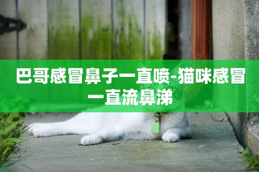 巴哥感冒鼻子一直噴-貓咪感冒一直流鼻涕