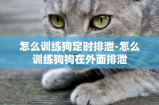 怎么訓練狗定時排泄-怎么訓練狗狗在外面排泄