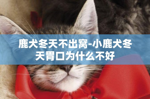 鹿犬冬天不出窩-小鹿犬冬天胃口為什么不好