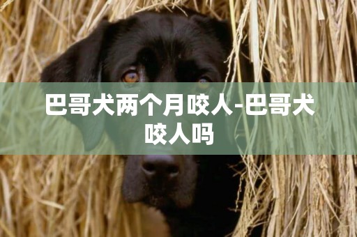 巴哥犬兩個月咬人-巴哥犬咬人嗎