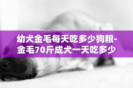 幼犬金毛每天吃多少狗糧-金毛70斤成犬一天吃多少狗糧
