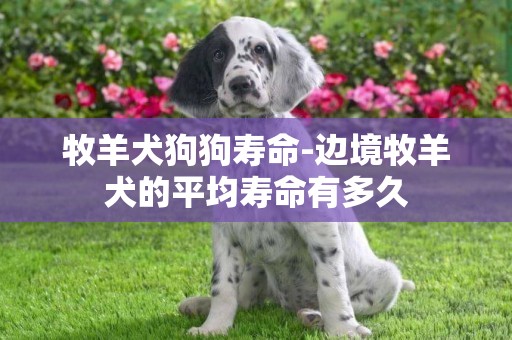 牧羊犬狗狗壽命-邊境牧羊犬的平均壽命有多久