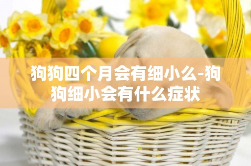 狗狗四個月會有細小么-狗狗細小會有什么癥狀