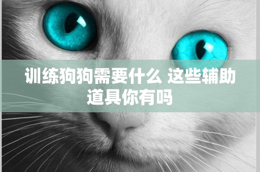 訓練狗狗需要什么 這些輔助道具你有嗎 訓練狗狗需要什么 這些輔助道具你有嗎