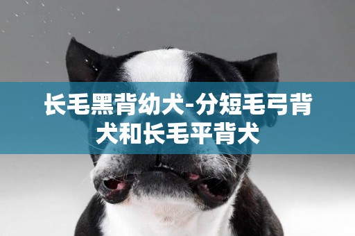 長毛黑背幼犬-分短毛弓背犬和長毛平背犬
