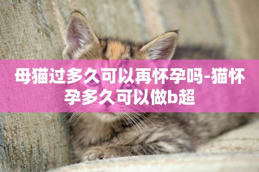 母貓過多久可以再懷孕嗎-貓懷孕多久可以做b超