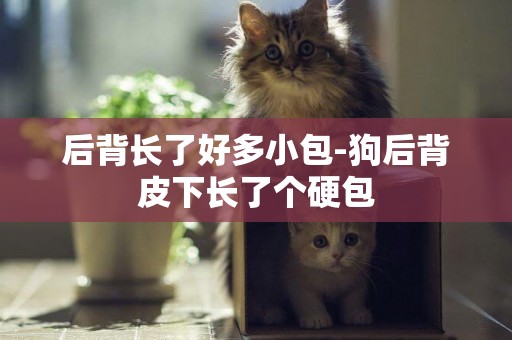 后背長了好多小包-狗后背皮下長了個硬包
