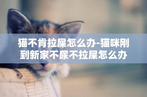 貓不肯拉屎怎么辦-貓咪剛到新家不尿不拉屎怎么辦